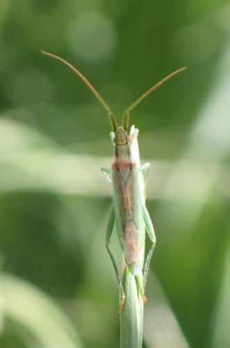 Stenodema laevigata